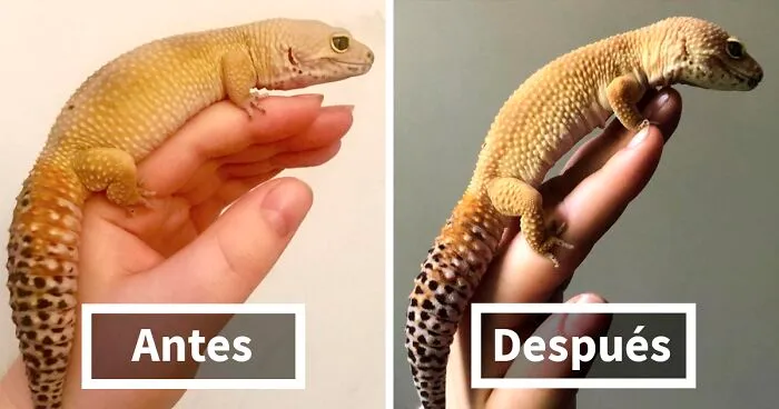 25 Mascotas gorditas que perdieron peso y ahora se ven geniales