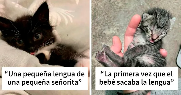 Estos 40 gatos olvidaron guardar su lengua y quedaron con las caras más tontorronas