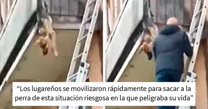 Unos vecinos vieron a este perro atorado en el borde de un balcón, y resultó que intentaba escapar de su dueño abusivo