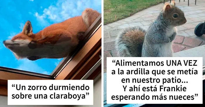 40 Animales tan adorables que la gente tuvo que sacarles fotos