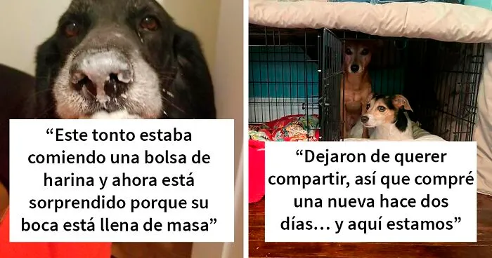 «¿Qué le pasa a tu perro?»: La gente publica imágenes de sus perros «malfuncionando» (40 fotos nuevas)