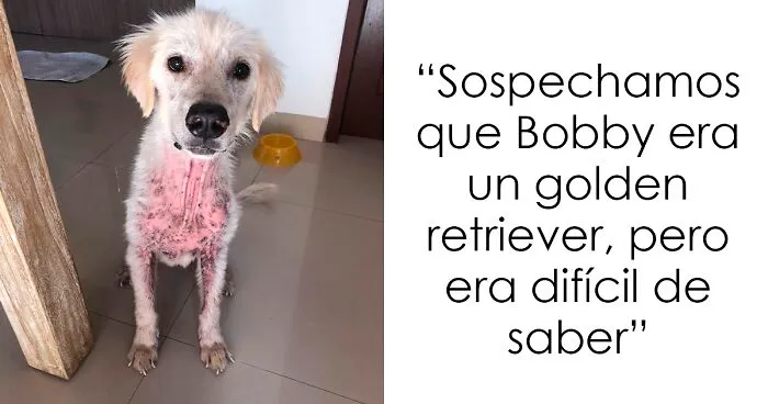 Salvamos a este perro de un dueño negligente y aparentemente es un Golden Retriever