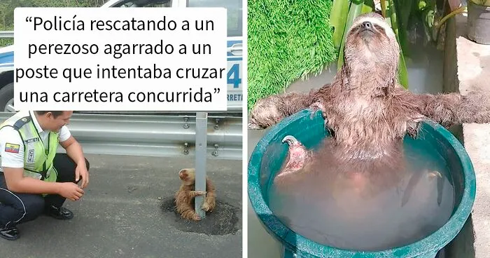 39 Fotos de perezosos adorables para celebrar el Día Internacional del Perezoso