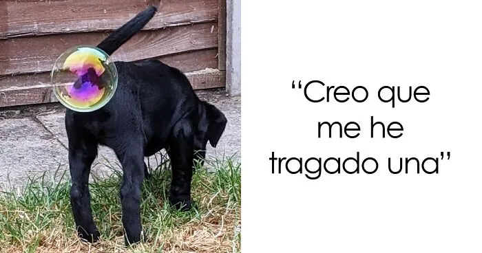 Si tienes un mal día, estos finalistas de los premios de fotografía Comedy Pet de 2021 seguro que lo mejoran (25 fotos)