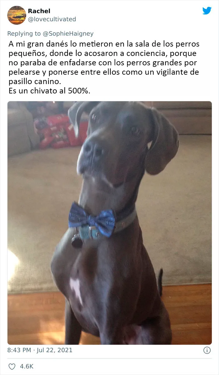20 Perros que fueron expulsados de la guardería por divertidas razones, según cuentan sus dueños
