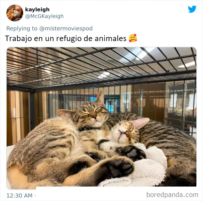20 Personas que en realidad adoran su trabajo cuentan lo que hacen