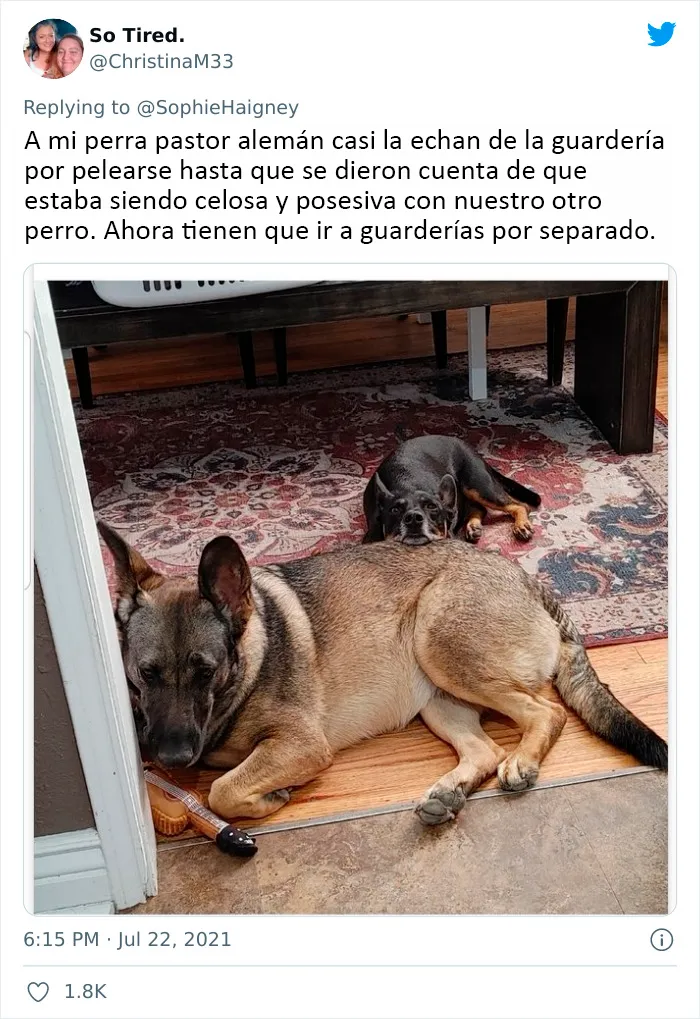 20 Perros que fueron expulsados de la guardería por divertidas razones, según cuentan sus dueños