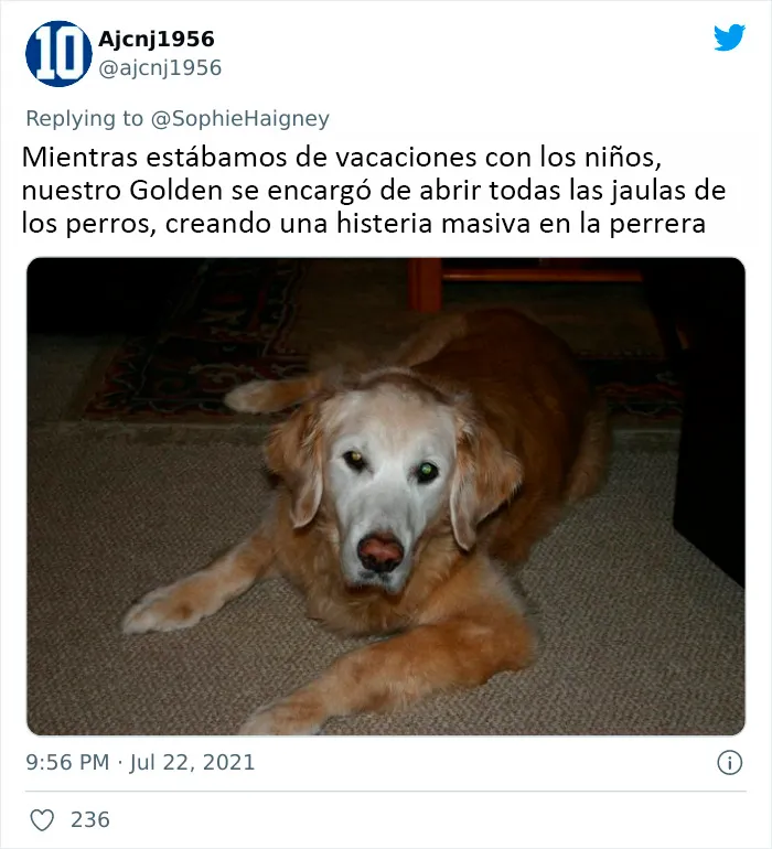 20 Perros que fueron expulsados de la guardería por divertidas razones, según cuentan sus dueños