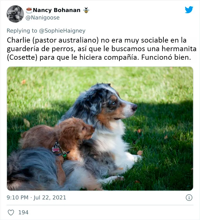 20 Perros que fueron expulsados de la guardería por divertidas razones, según cuentan sus dueños
