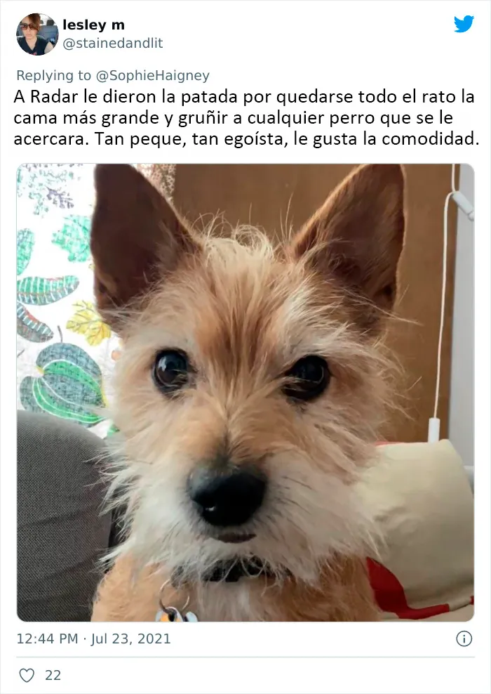 20 Perros que fueron expulsados de la guardería por divertidas razones, según cuentan sus dueños