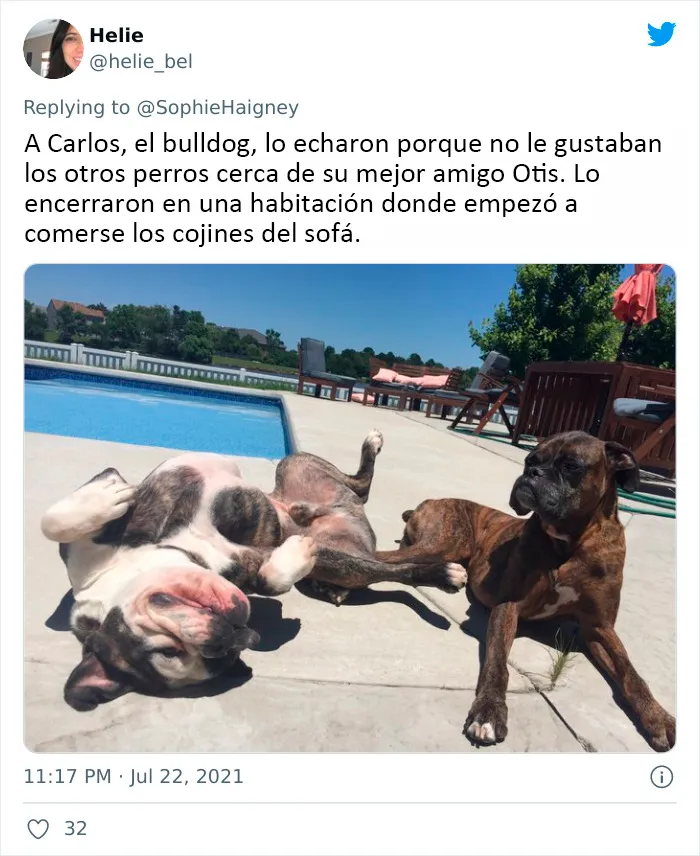 20 Perros que fueron expulsados de la guardería por divertidas razones, según cuentan sus dueños