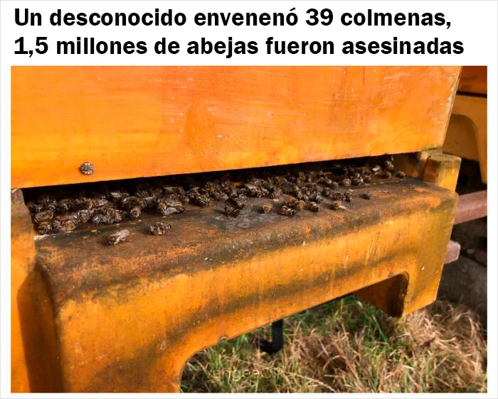 Esto vas más allá de la estupidez