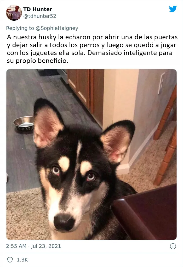20 Perros que fueron expulsados de la guardería por divertidas razones, según cuentan sus dueños