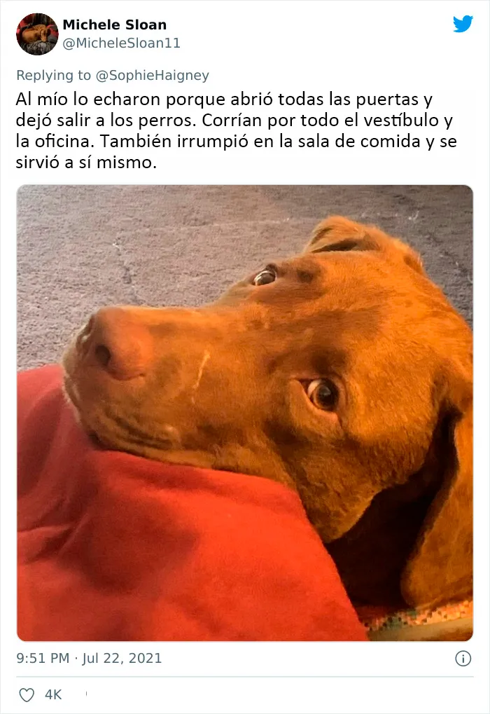20 Perros que fueron expulsados de la guardería por divertidas razones, según cuentan sus dueños
