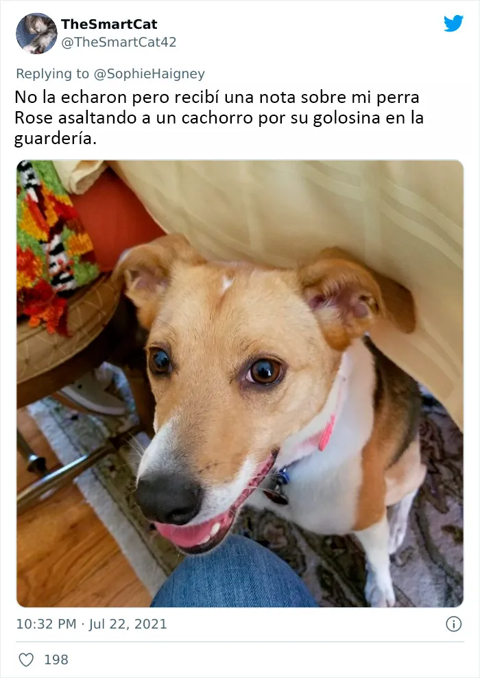 20 Perros que fueron expulsados de la guardería por divertidas razones, según cuentan sus dueños