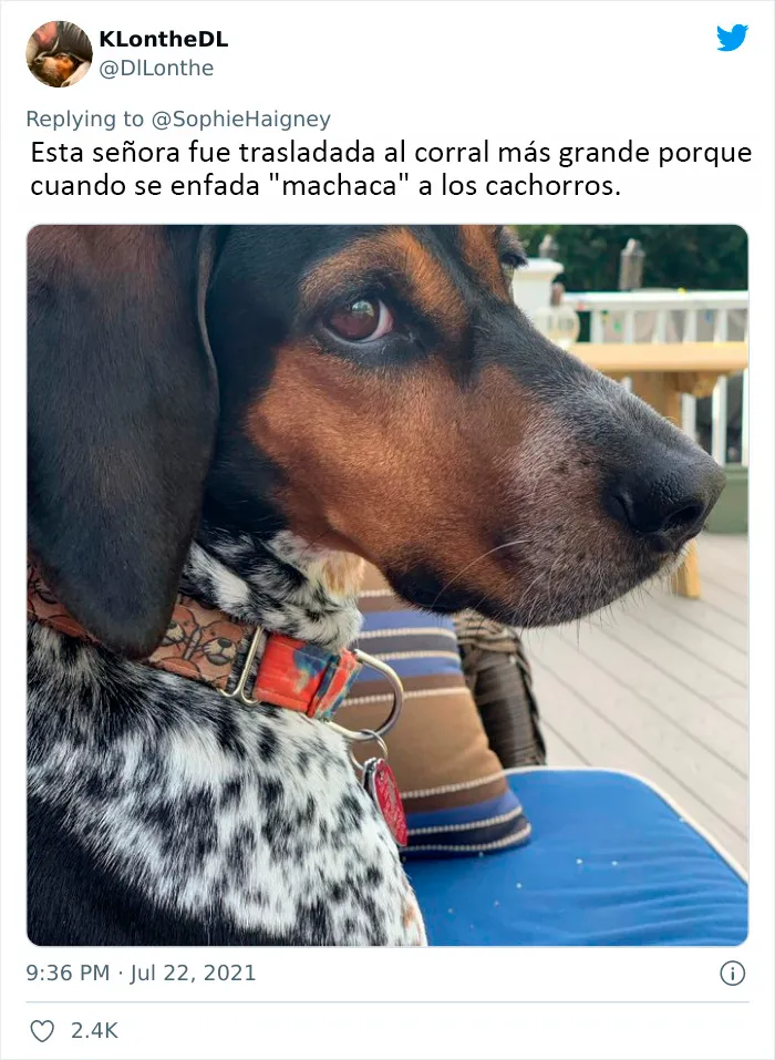 20 Perros que fueron expulsados de la guardería por divertidas razones, según cuentan sus dueños