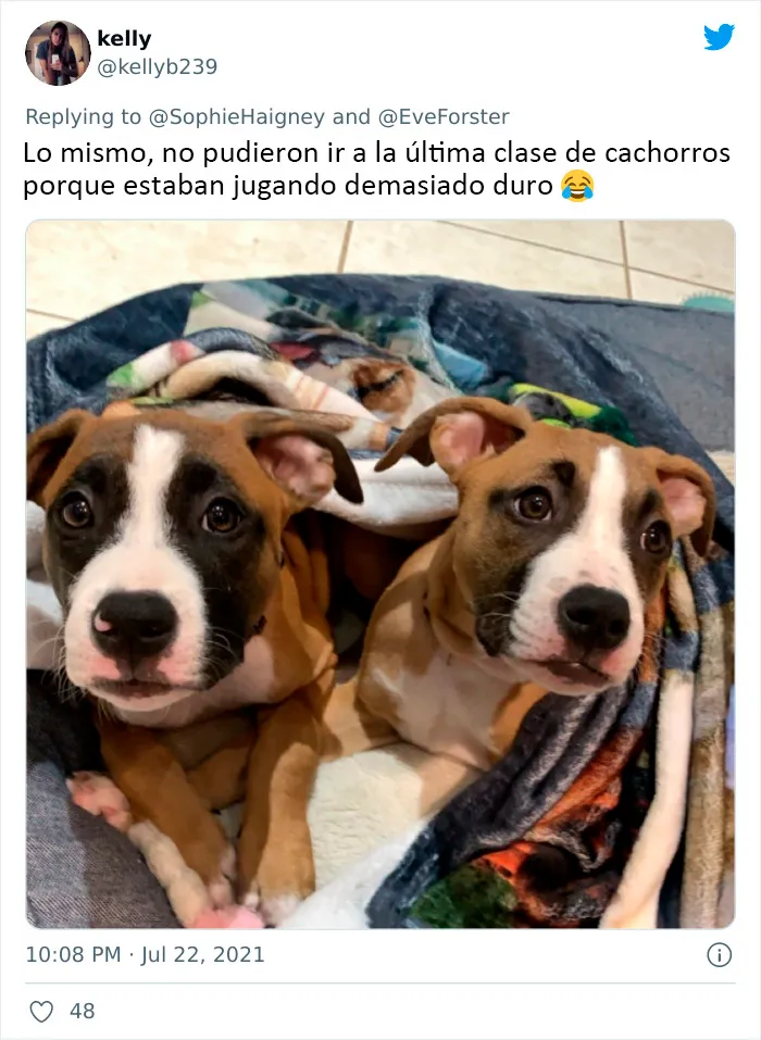 20 Perros que fueron expulsados de la guardería por divertidas razones, según cuentan sus dueños