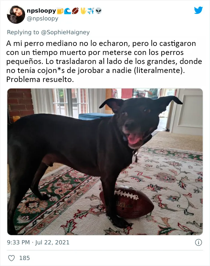 20 Perros que fueron expulsados de la guardería por divertidas razones, según cuentan sus dueños