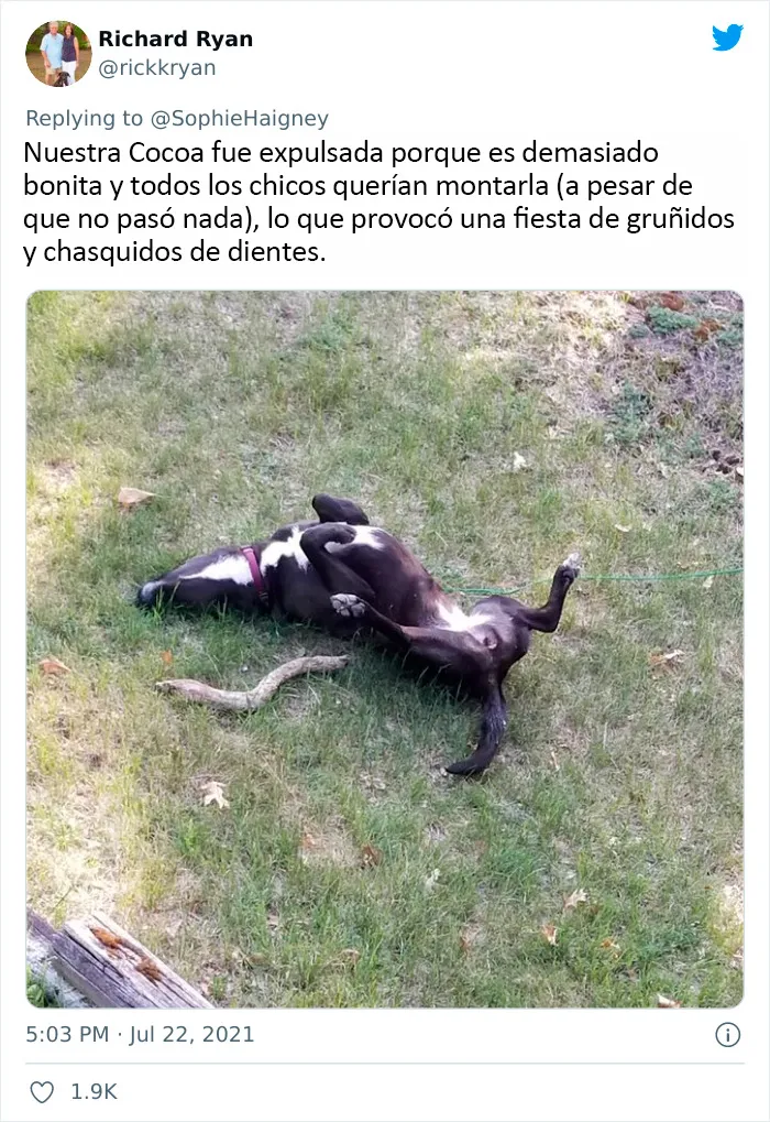 20 Perros que fueron expulsados de la guardería por divertidas razones, según cuentan sus dueños