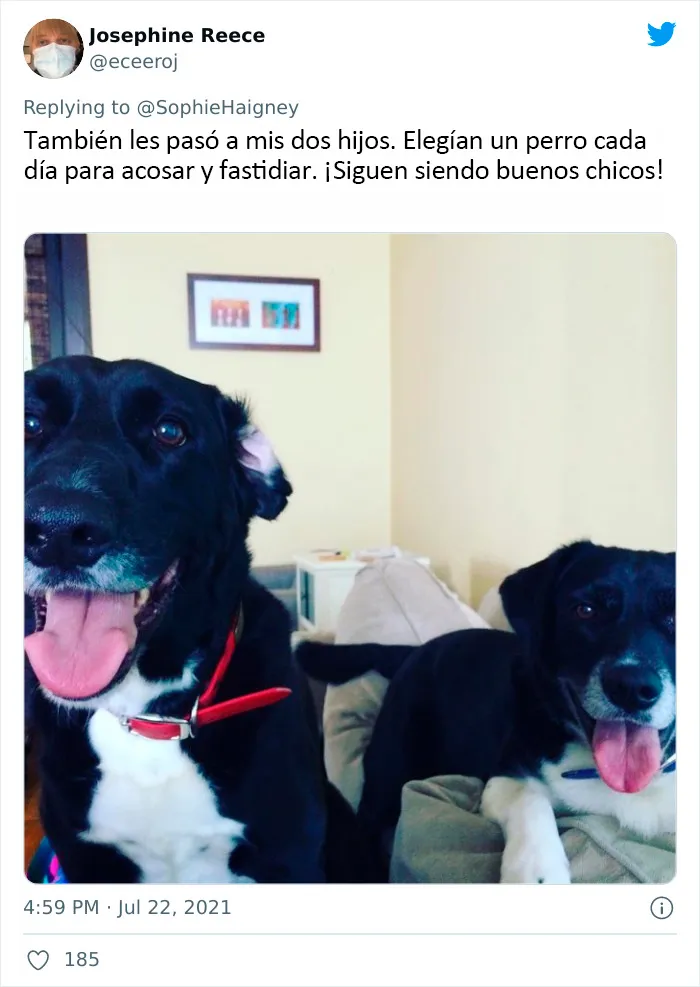 20 Perros que fueron expulsados de la guardería por divertidas razones, según cuentan sus dueños