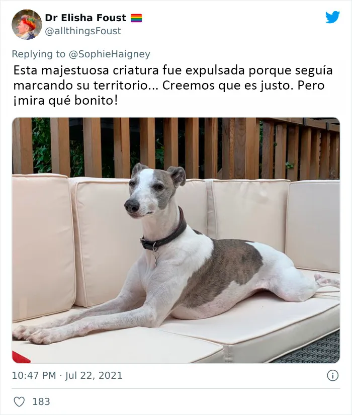 20 Perros que fueron expulsados de la guardería por divertidas razones, según cuentan sus dueños