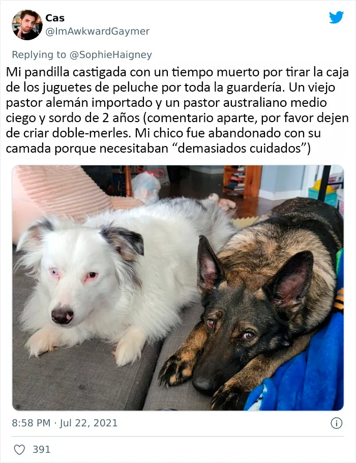 20 Perros que fueron expulsados de la guardería por divertidas razones, según cuentan sus dueños