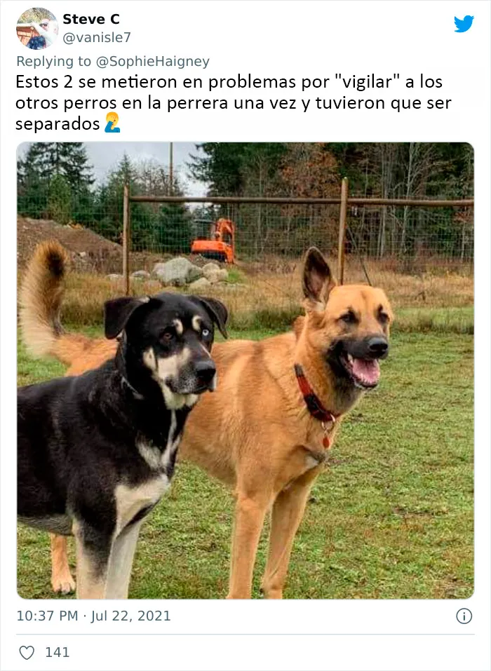 20 Perros que fueron expulsados de la guardería por divertidas razones, según cuentan sus dueños