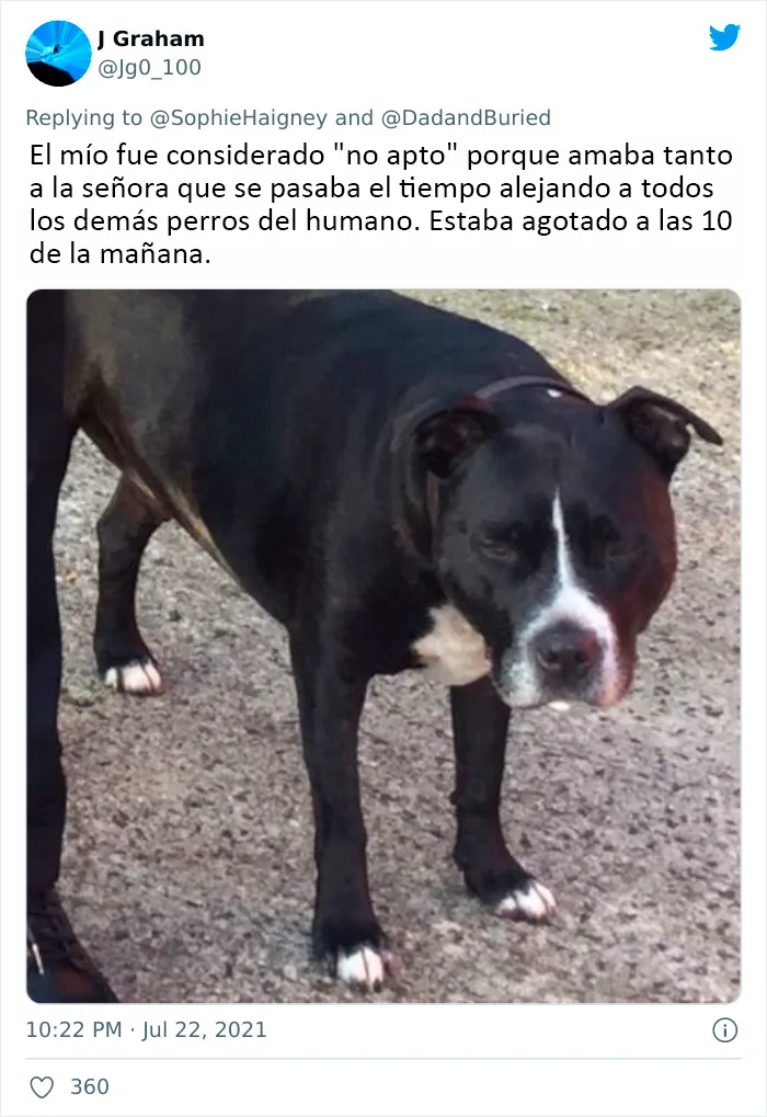 20 Perros que fueron expulsados de la guardería por divertidas razones, según cuentan sus dueños