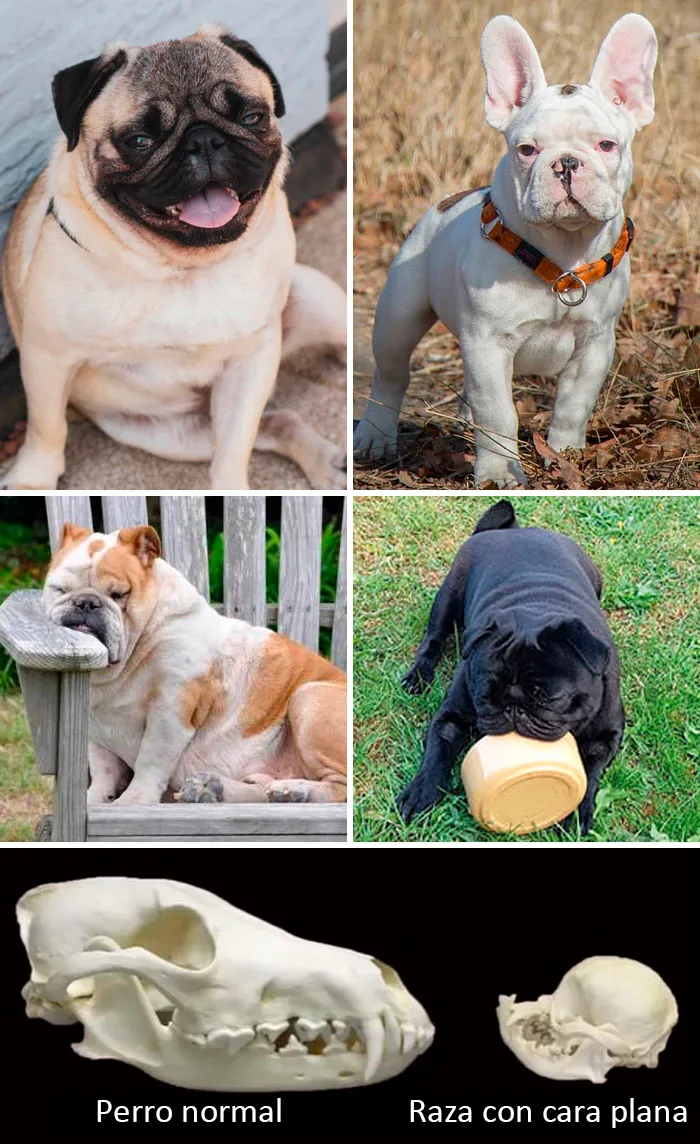 Razas de perro con la cara plana