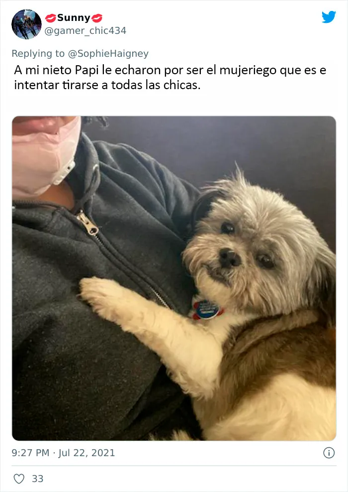 20 Perros que fueron expulsados de la guardería por divertidas razones, según cuentan sus dueños