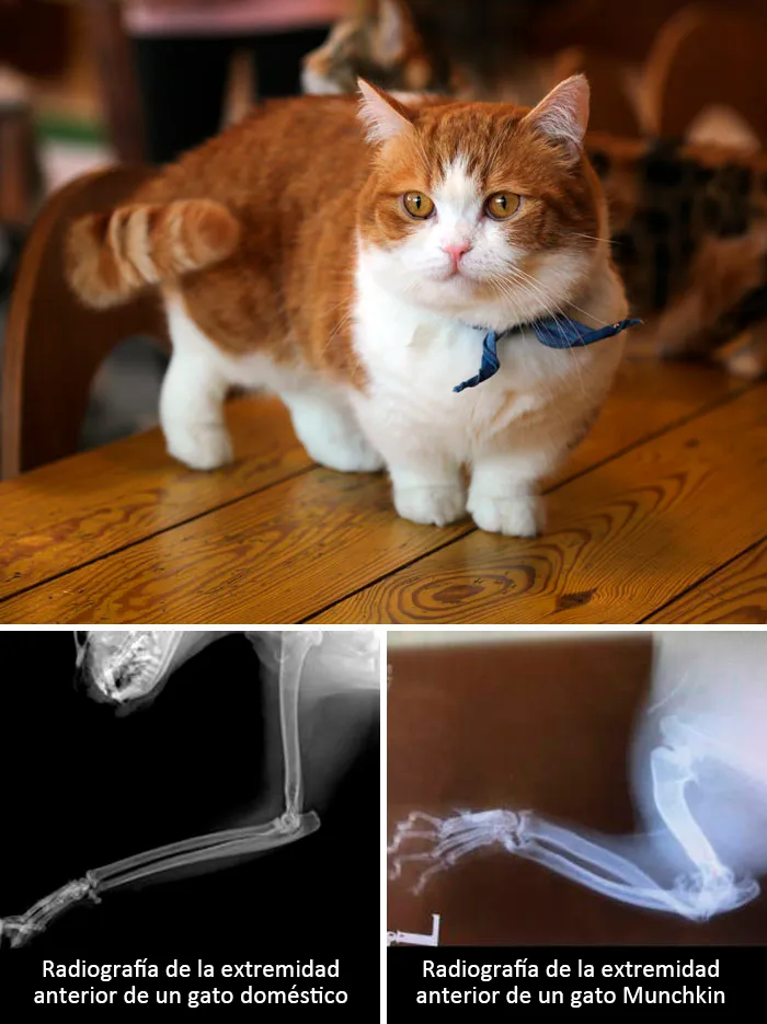 Gatos Munchkin