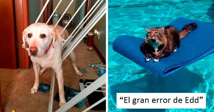 40 Divertidos animales que se quedaron atascados y necesitaron ayuda humana