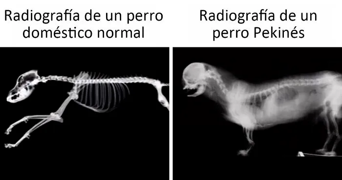 Esta veterinaria enfadada explica por qué estas razas de mascotas NO son adorables aunque lo crea la gente