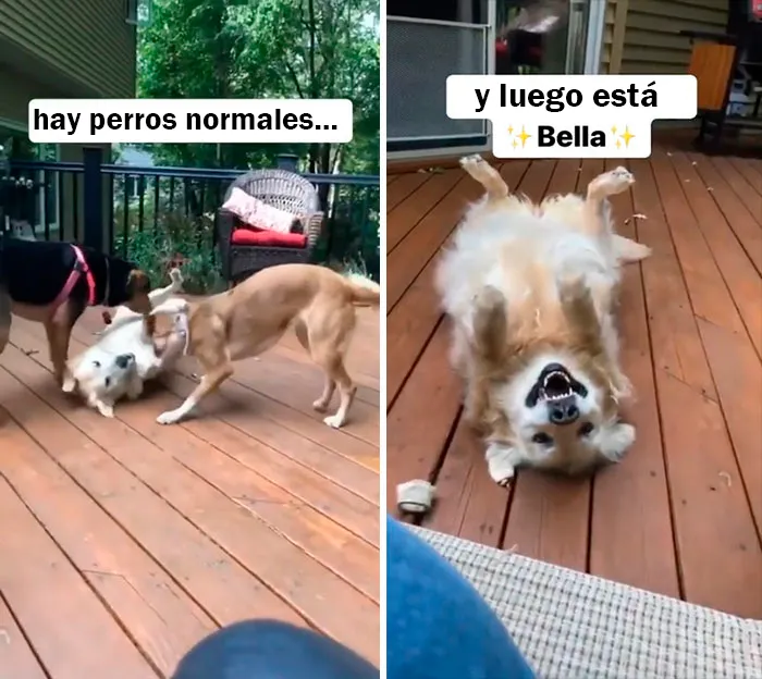 Oh Bella