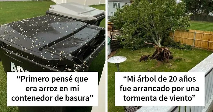 40 Propietarios que llevan un día peor que el tuyo (nuevas fotos)