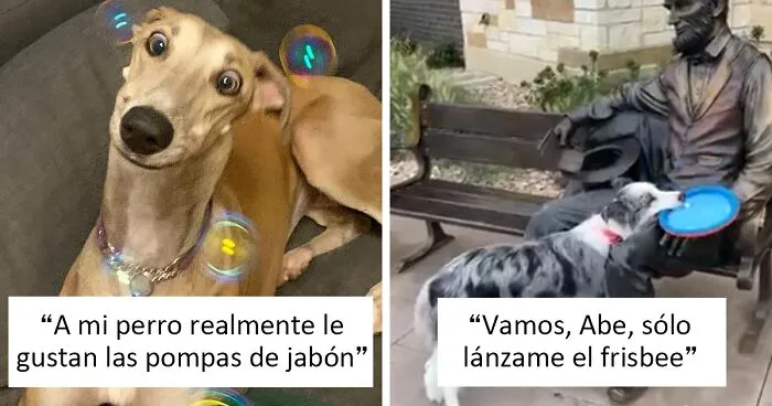 50 De los perros más tontorrones captados por las cámaras (nuevas fotos)