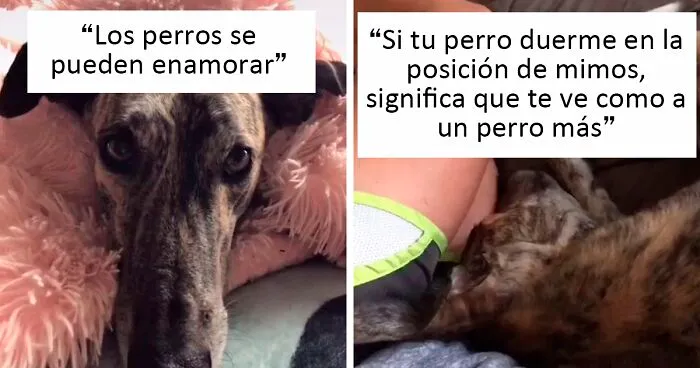 20 Datos sobre la psicología canina que todo dueño de perros debería conocer