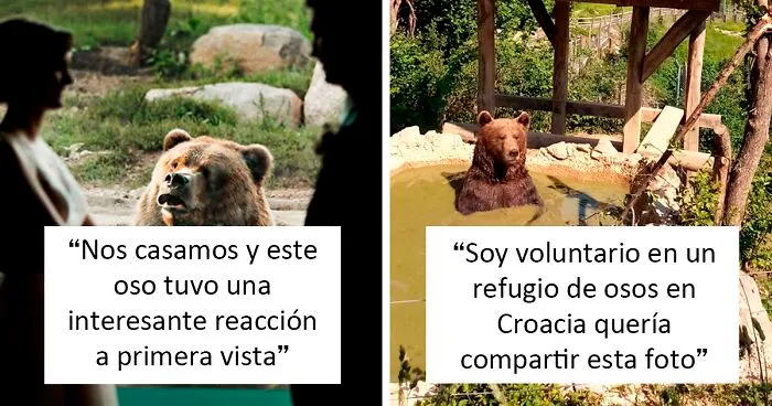30 Osos pillados haciendo cosas ridículas y adorables