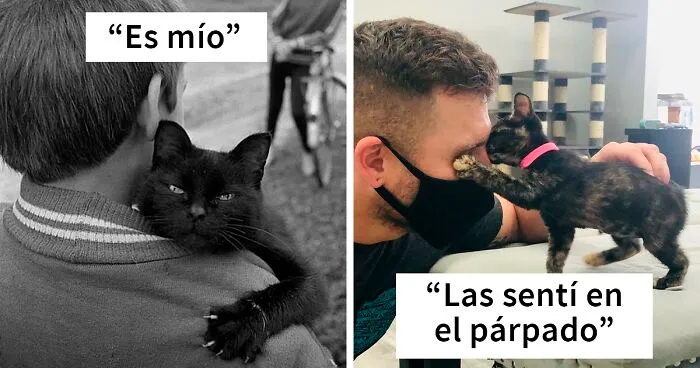 40 De las mejores fotos de gatos mostrando sus “manoplas asesinas” (nuevas imágenes)