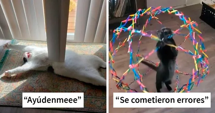 40 Fotos de los gatos más tontorrones captados por la cámara (nuevas fotos)