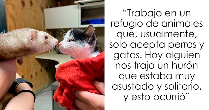 40 Fotos de hurones para que veas lo graciosos que pueden llegar a ser