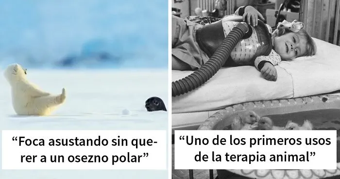 El grupo "unidades diminutas" está dedicado a todo lo que tiene un tamaño adorable (45 fotos)