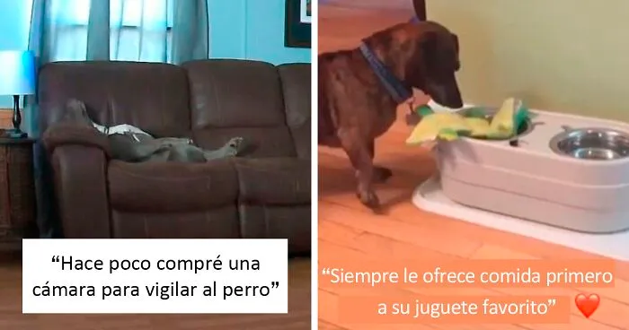 "¿Qué le pasa a tu perro?": La gente publica imágenes de sus perros "malfuncionando" (30 nuevas fotos)