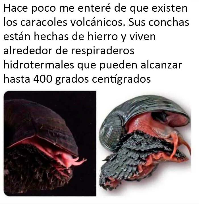 Lavator, el caracol de lava