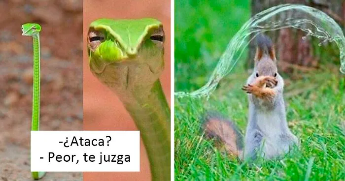 Este grupo online está dedicado a los momentos en que alguien o algo alcanzó el nivel de "jefe" (20 fotos)