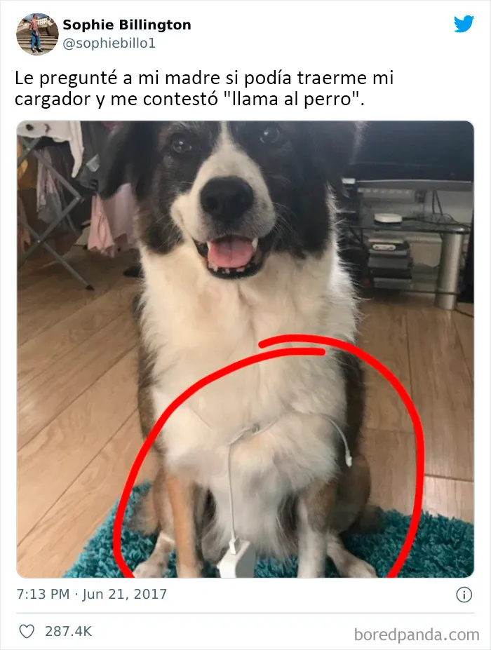 No nos merecemos a los perros