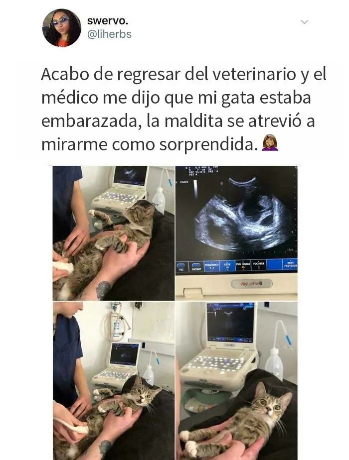 20 Divertidos memes para levantar el ánimo