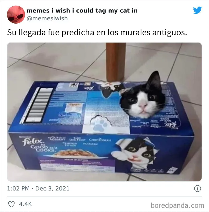 20 de los mejores “memes en los que me gustaría poder etiquetar a mi gato”