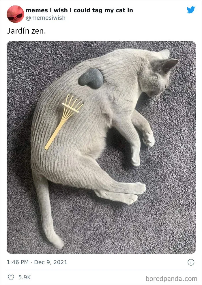 20 de los mejores “memes en los que me gustaría poder etiquetar a mi gato”