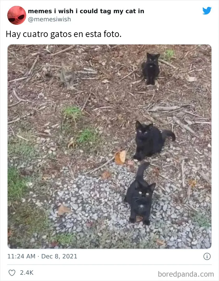20 de los mejores “memes en los que me gustaría poder etiquetar a mi gato”